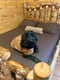 Sheeba & Harlett +1