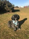 Toby