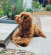 Willow