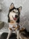 Laska