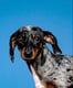 Yentl