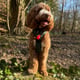 Teddy