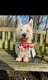 Brodie The Westie