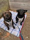 Hugo & Hunter