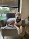 Alfie