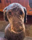 Dixie Lou