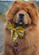Saffy