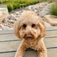 Bailey