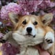 Cookie