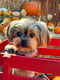 Poochie Kamali’i Moore