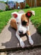Jessie