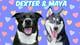 Dexter & Maya