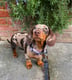 Hettie