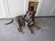 Balou