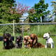 Milo, penny, raya, Hiccup, nala