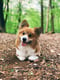 Watson