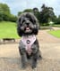 Monty