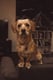Cooper