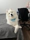 Ebi Bear