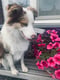 Cooper