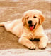 Bruno