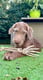 Nellie