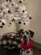 Princess Snoopy
