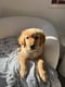 Maverick