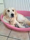 Dolly