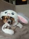 Chibie