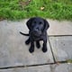 Bailey