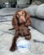 Milly