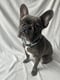 Roxie