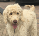 Soofi de Labradoodle