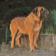 Aslan