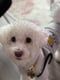 Chui