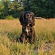 Blacky