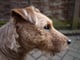 Toby