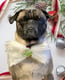 Harold the pug