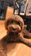 Toby