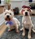 Lola and daisy