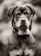 Luther