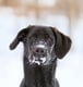 Shiloh