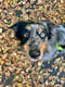 Mylo