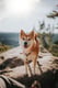 Kuma