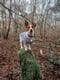 Dottie