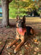 Ziva