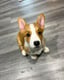 Cooper