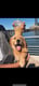Nala