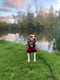 Bella